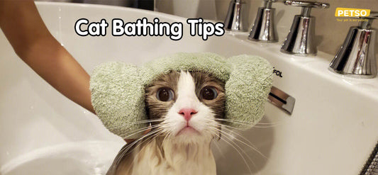 Cat Bathing Tips