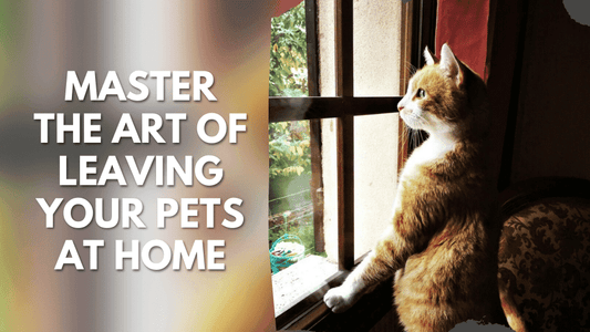 Master the Art of Leaving Your Pets at Home  With These Practical Tips