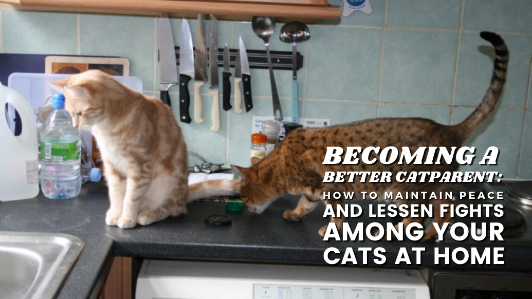 Making Your Cats Get Along With Each Other in a Multicat Home