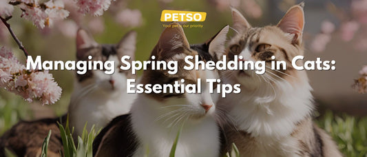 Managing Spring Shedding in Cats: Essential Tips