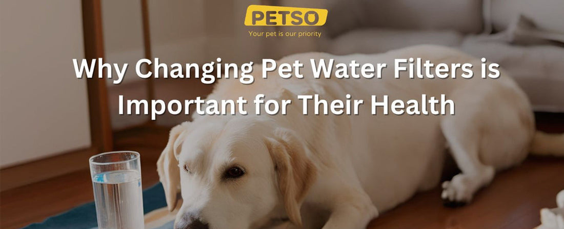 Why Changing Pet Water Filters is Important for Their Health