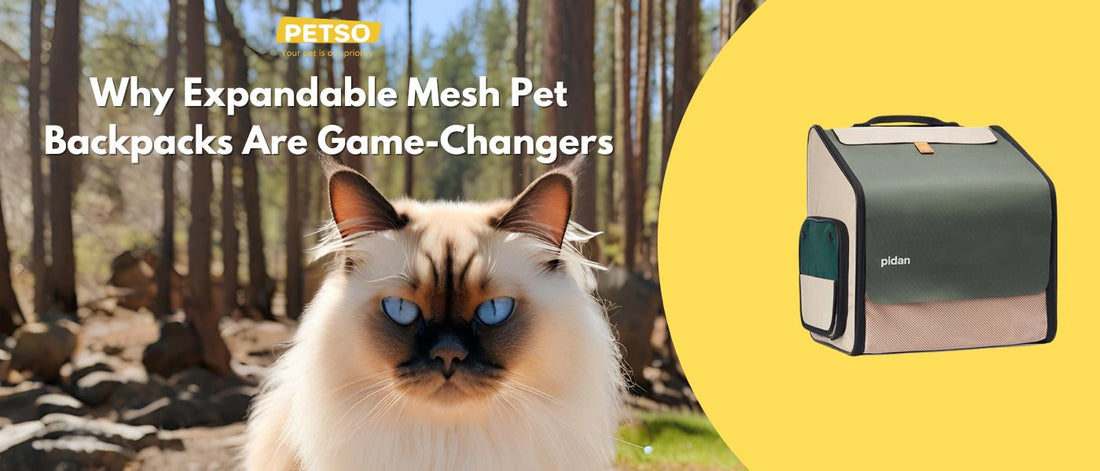 Why Expandable Mesh Pet Backpacks Are Game-Changers