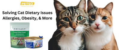 Solving Cat Dietary Issues: Allergies, Obesity, & More