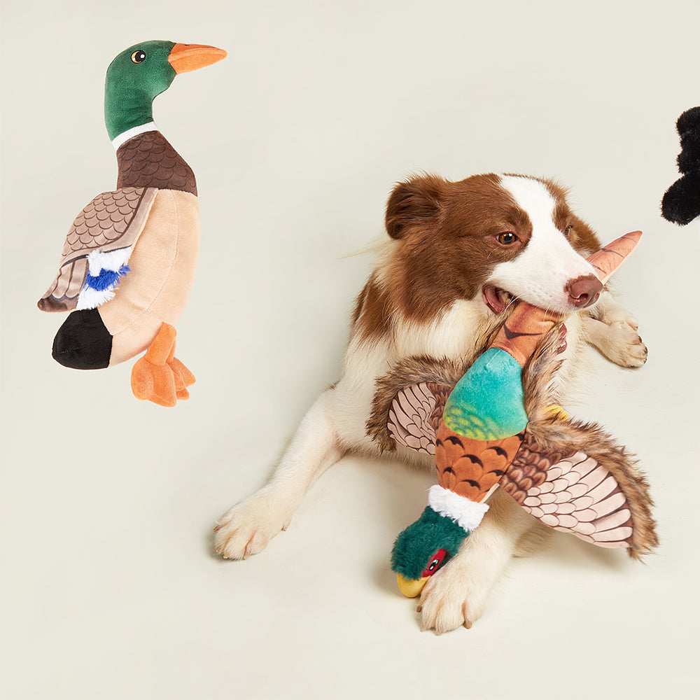 Duck squeaky shop dog toy