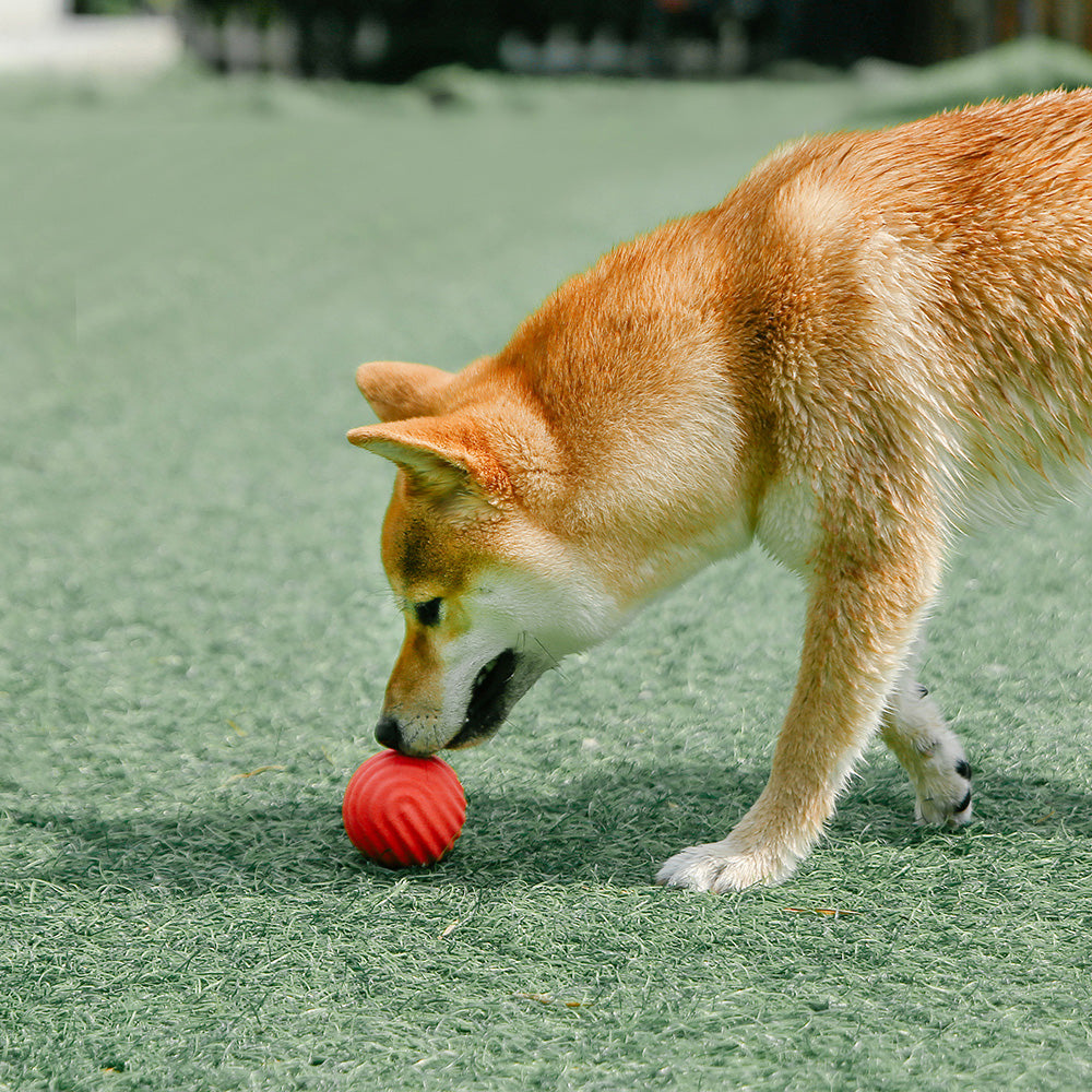 Pidan Yellow Wave Dog Toy Ball