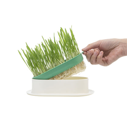 ZODIAC Soilless Wheatgrass Growing Kit - Yellow