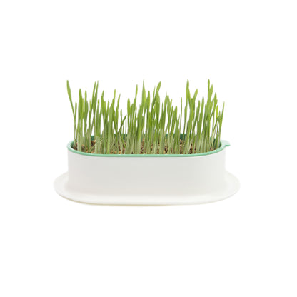 ZODIAC Soilless Wheatgrass Growing Kit - Yellow