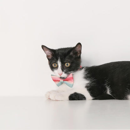 PIDAN Bow Tie Collar - Cat - A3 - Petso Online 