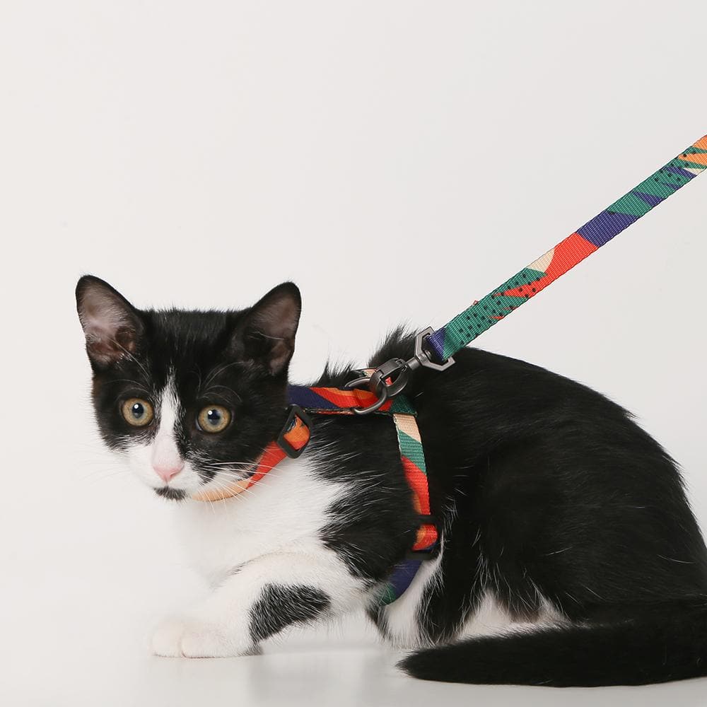 Cat harness best sale and leash australia