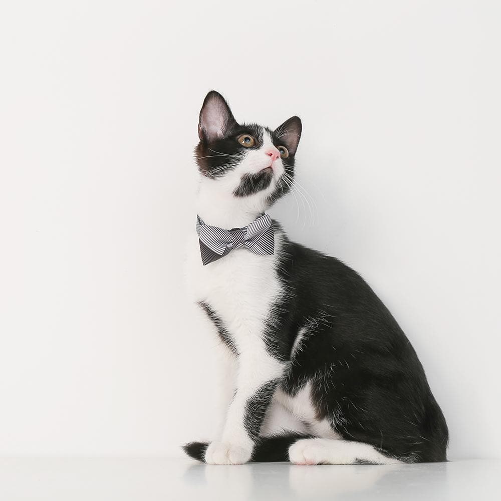 PIDAN A1 Bow Tie Cat Collar Cat Apparel Petso Au