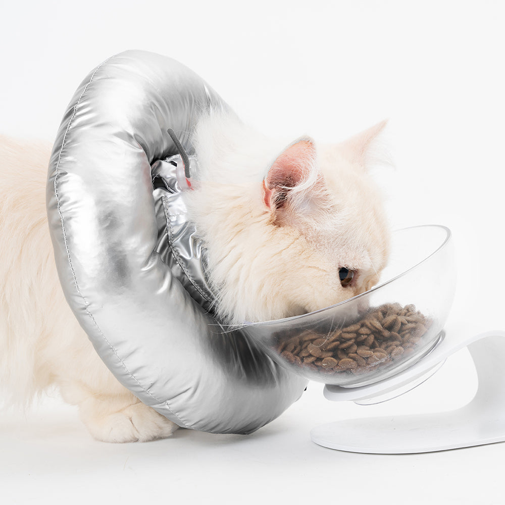 Cat bowl that 2024 opens with collar